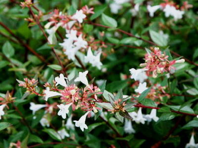 ABELIA X GRANDIFLORA